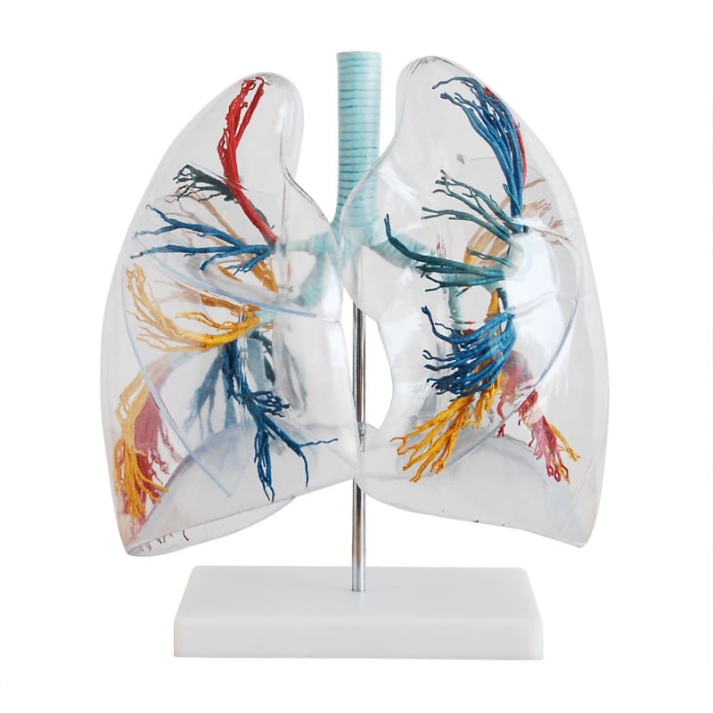 Segmento Pulmonar