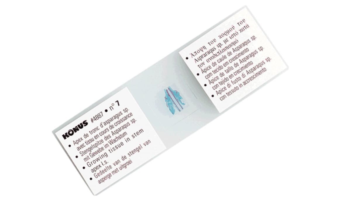 Set Muestras Histológicas - Crecimiento y Reproducción de las Células - Image 2