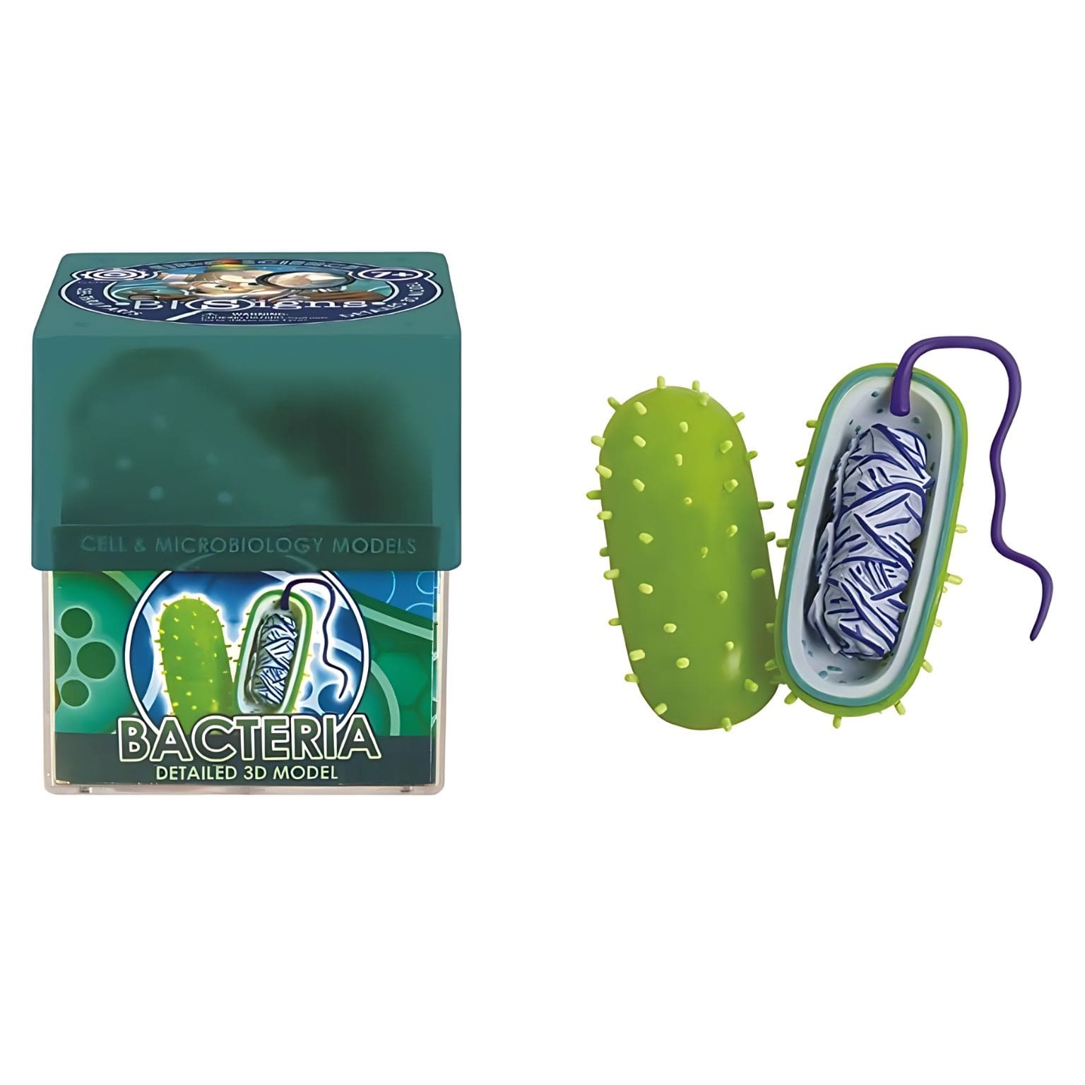 Modelo Interactivo de Bacteria para Educación STEM | Ein-O Science
