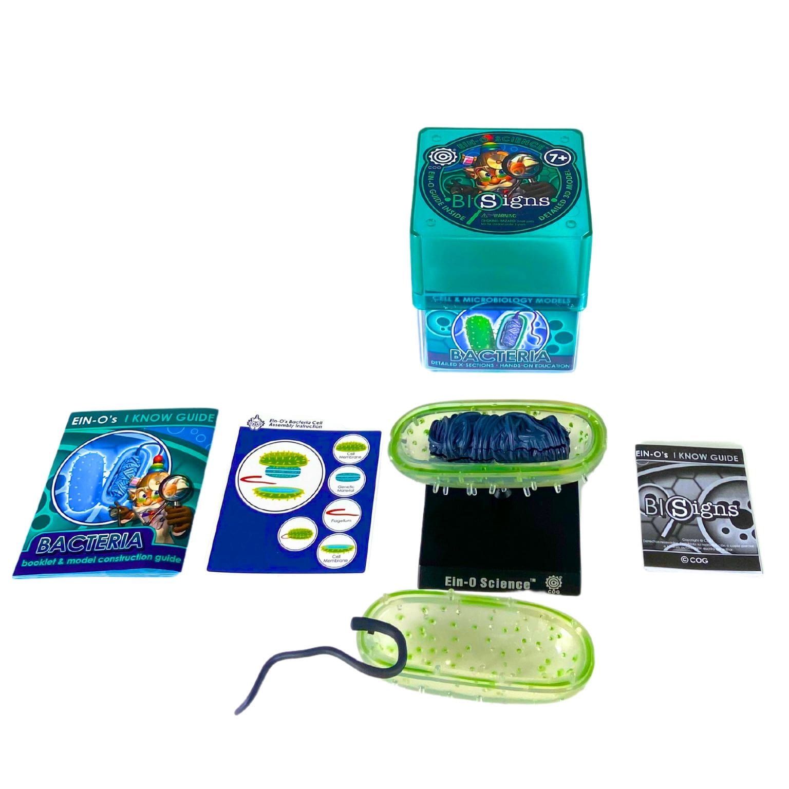 Modelo Interactivo de Bacteria para Educación STEM | Ein-O Science - Image 2