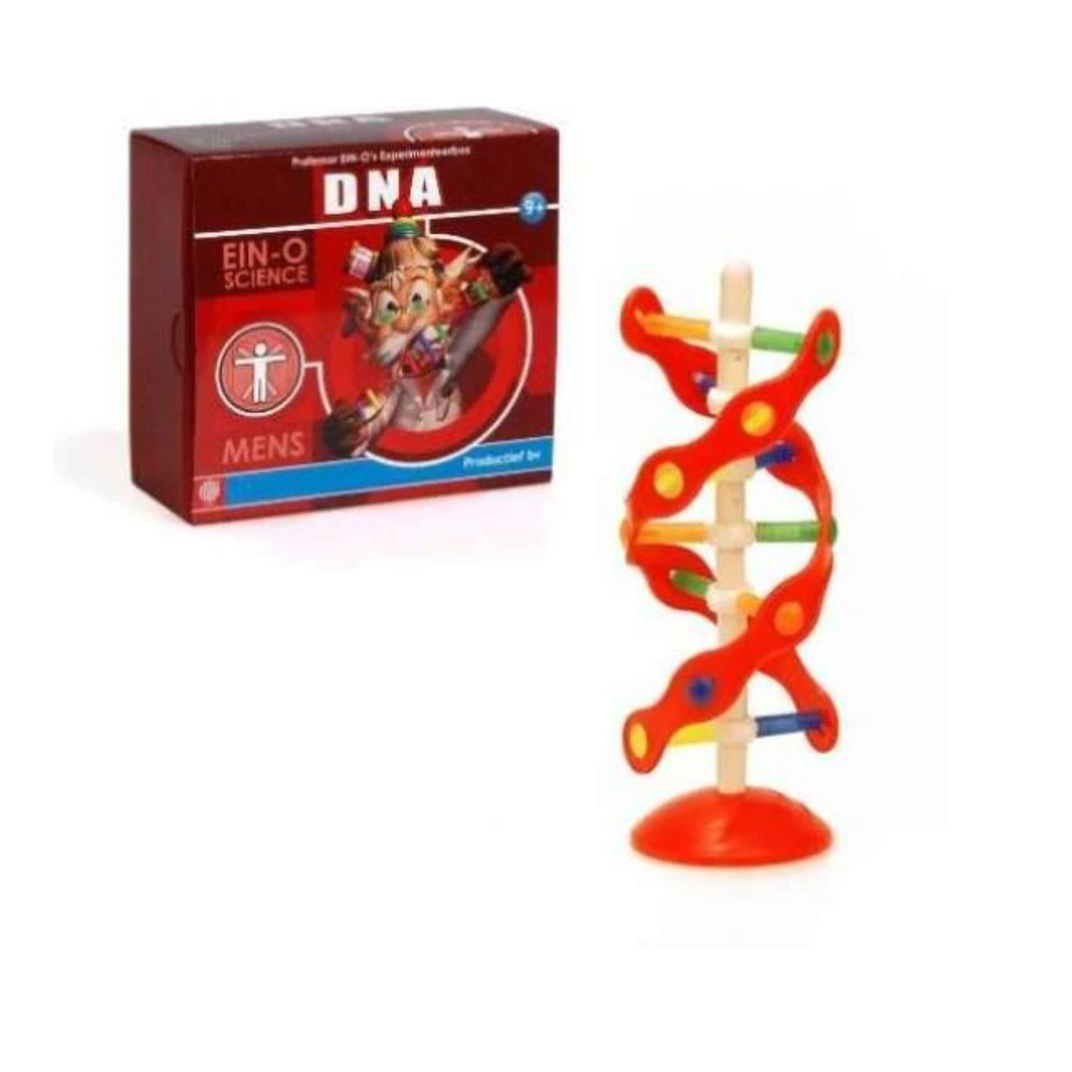 Modelo Didáctico ADN - Ein-O Science