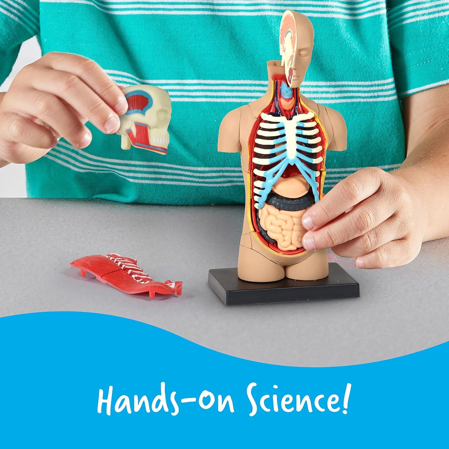 Modelo Anatómico Torso Humano 31 Piezas | Learning Resources® - Image 3