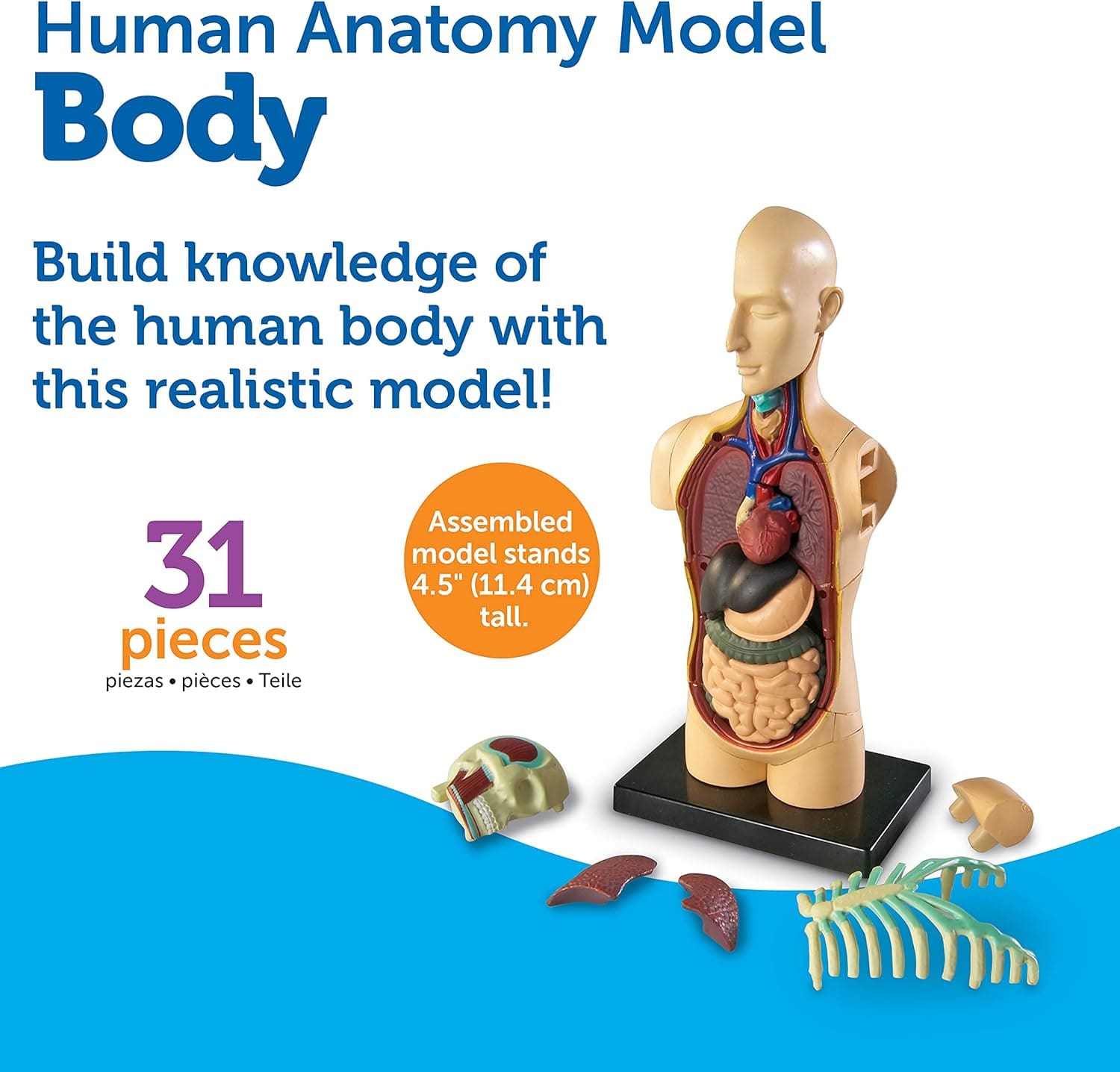 Modelo Anatómico Torso Humano 31 Piezas | Learning Resources® - Image 7