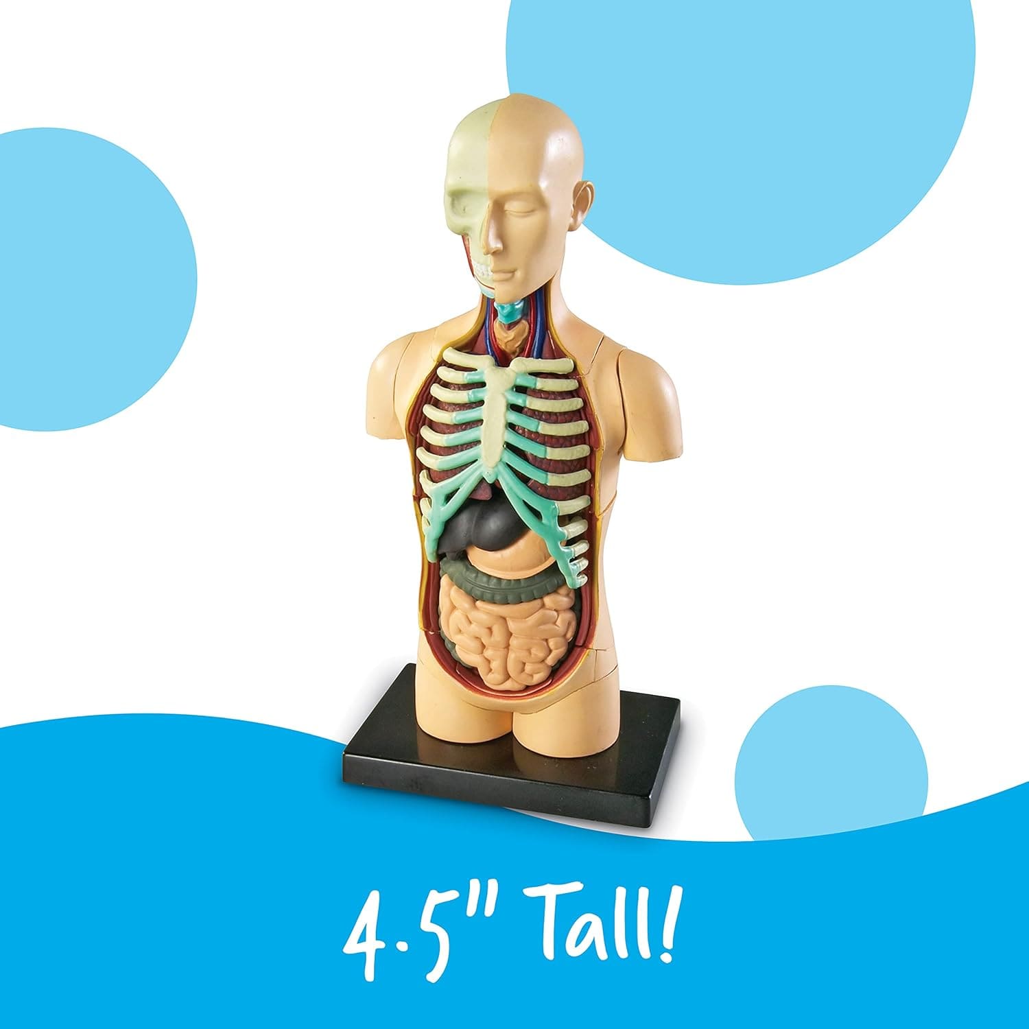 Modelo Anatómico Torso Humano 31 Piezas | Learning Resources® - Image 6