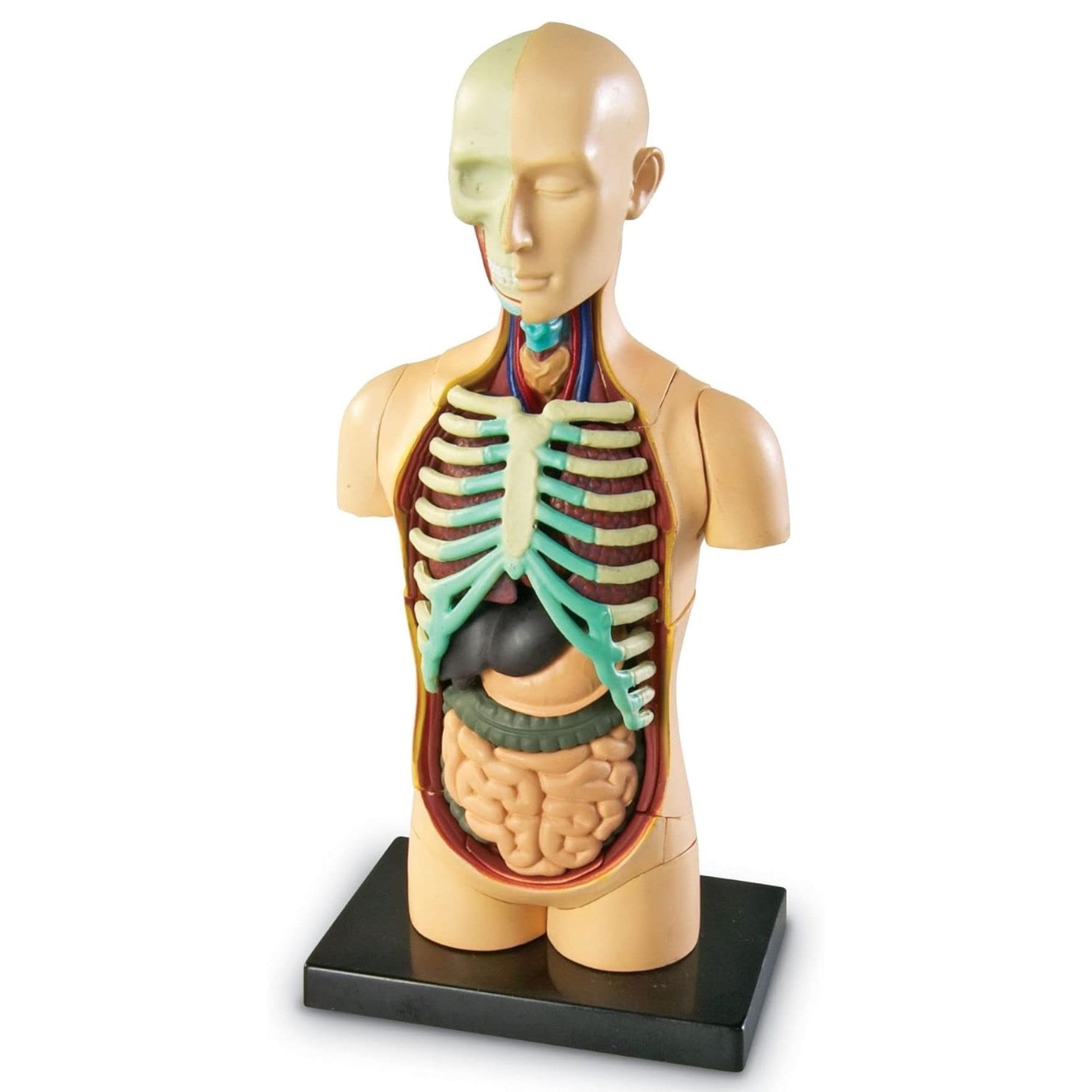 Modelo Anatómico Torso Humano 31 Piezas | Learning Resources® - Image 2