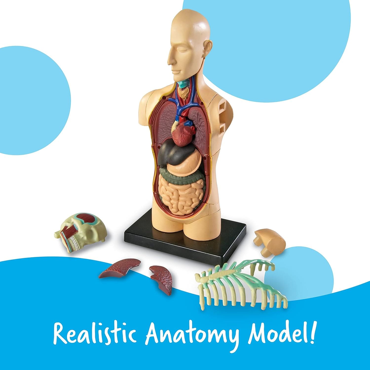 Modelo Anatómico Torso Humano 31 Piezas | Learning Resources® - Image 4