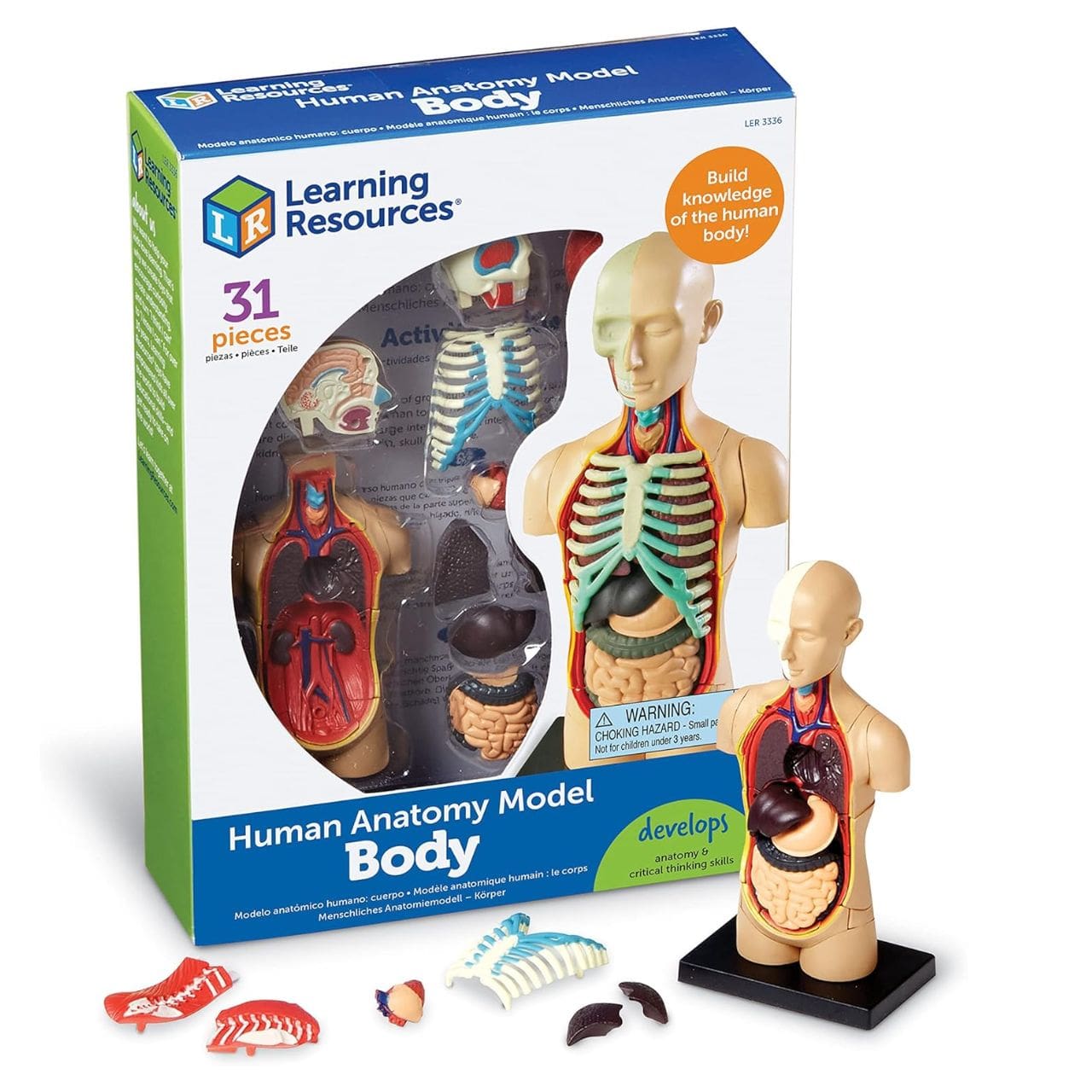 Modelo Anatómico Torso Humano 31 Piezas | Learning Resources®